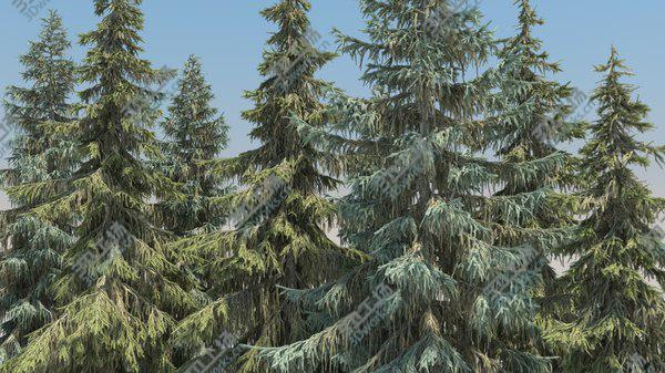 images/goods_img/20210312/10plus10 Brewer Spruce 3D model/5.jpg